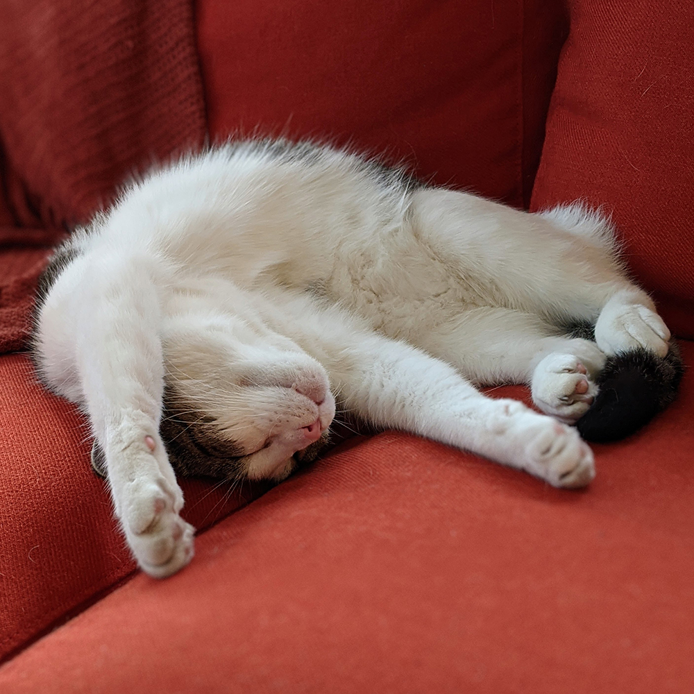 Cat on couch.